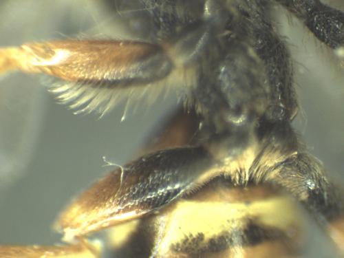 Réf. 316 678 : Nomada fucata